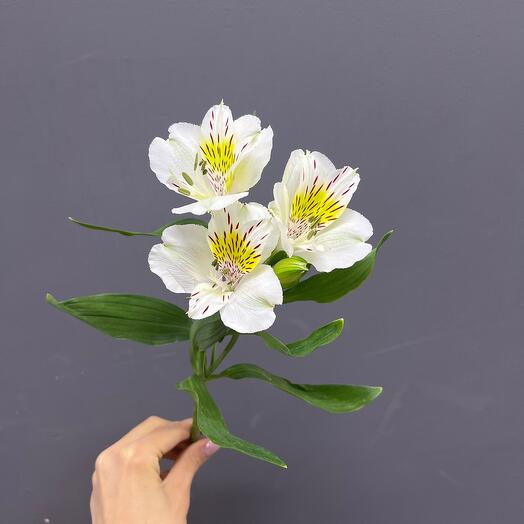 Alstroemeria blanca