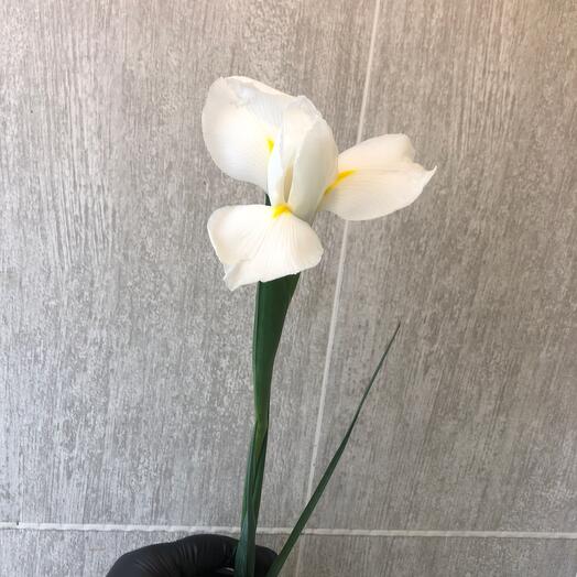 The irises are white