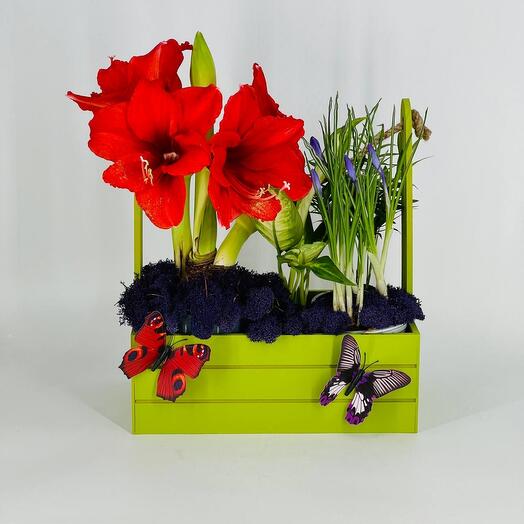 Пасха Луковичные цветы крокусы амариллис в салатовом кашпо