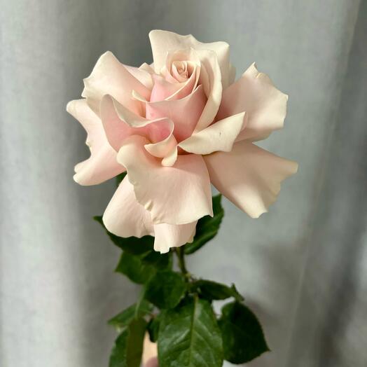 Французская Роза Розовая 70 см