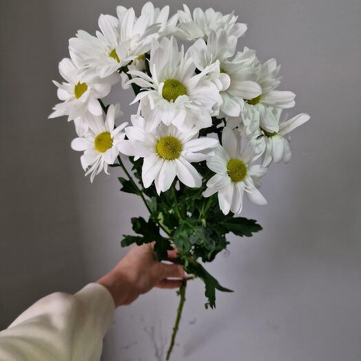 Хризантема кустовая