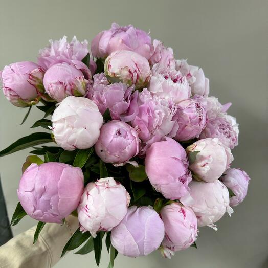Пион «Сара Бернар» 25