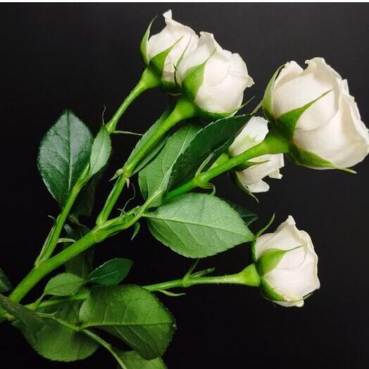 Кустовая роза поштучно