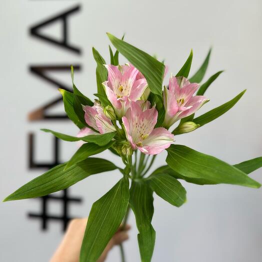 Alstroemeria pink