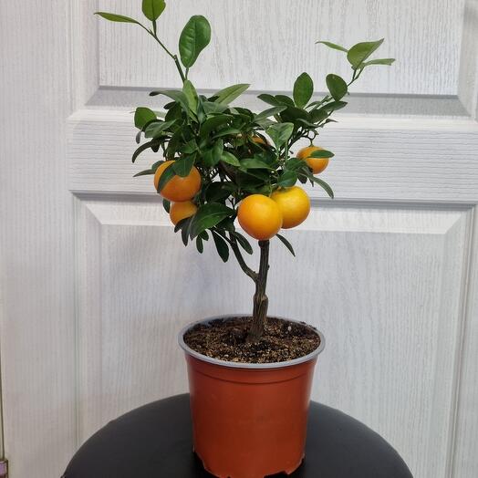 The tangerine tree