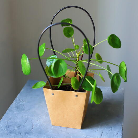 Pilea en una bolsa de regalo