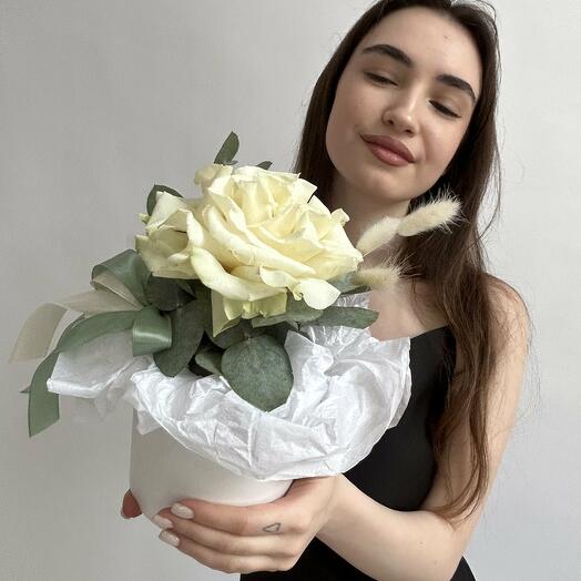 A white rose is a compliment