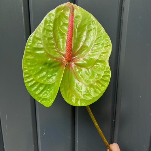 Антуриум зеленый