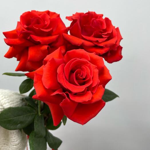 3 французские розы