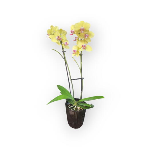 Indoor plant,  orchid