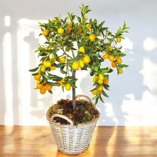 Arbol Kumquat