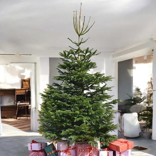 9-10 Ft Fresh Christmas Tree