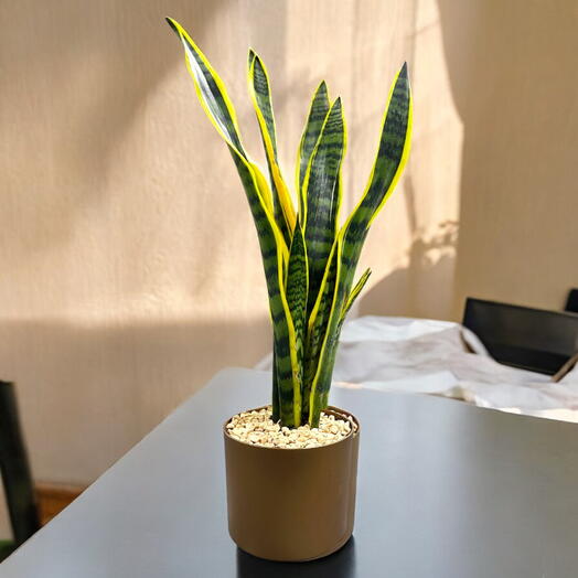 Sansevieria Trifasciata Plant (Snake Plant, Mother-in-Law s Tongue, viper s bowstring hemp)