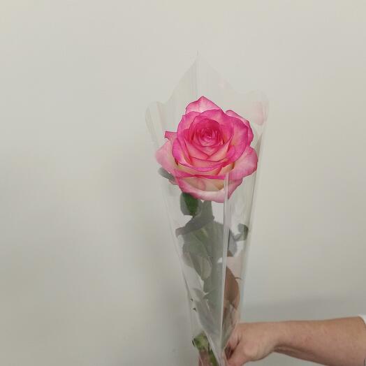 Rosa podmoskovnaya,, Jumilia"