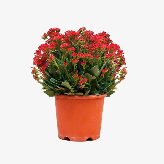 Kalanchoe Plant – Madagascar Widow s Thrill – Christmas Kalanchoe