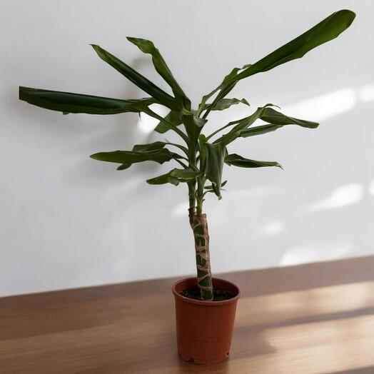 Dracaena yellow coast