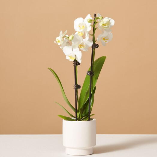 White Orchid