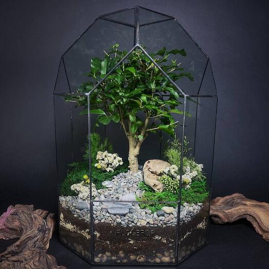 Флорариум с лигуструмом "Сад души"