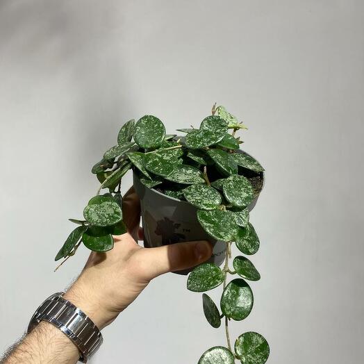 Хойя Матильда Сплеш М