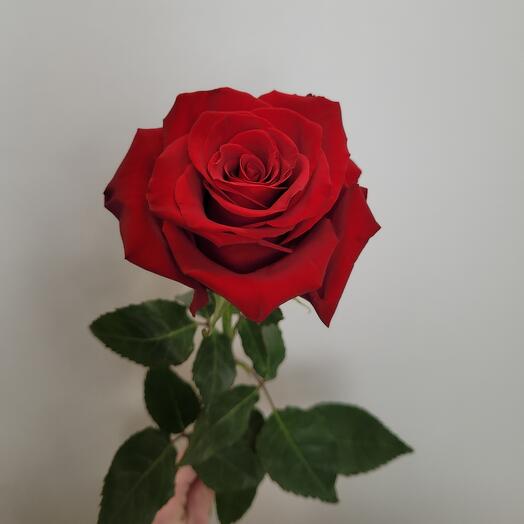 Красная роза 🌹