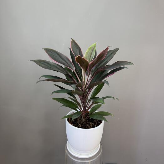 Кордилина в керамическом горшке