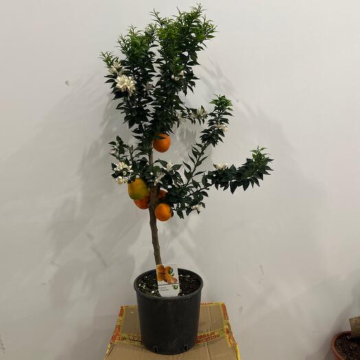 Мандариновое Миртолистный померанец Чинотто Chinotto