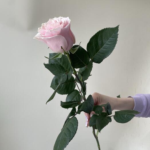 Rosa rosa Mondial