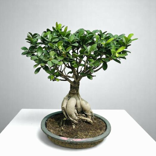 Ficus Ginseng Bonsai 40cm