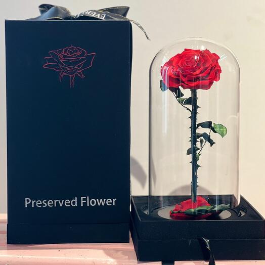 Preserved Red Rose