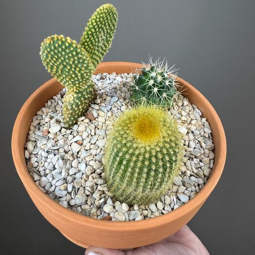 Мини сад из кактусов 🌵 🌵 🌵