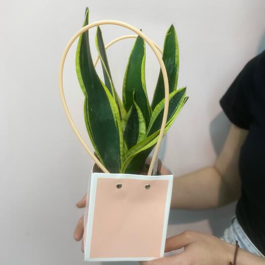 Комнатное растение Сансевиерия