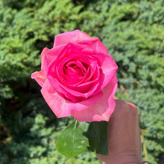 Роза бесценна