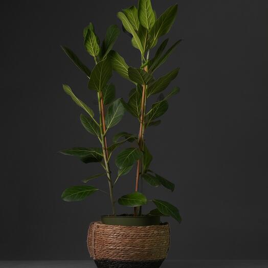 Фикус Аудрей