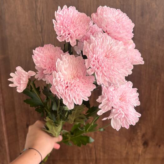 Розовая хризантема Алтай