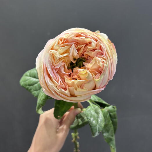 Cream Expression Garden Rose