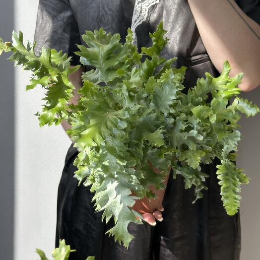 Папоротник Флебодиум Давана