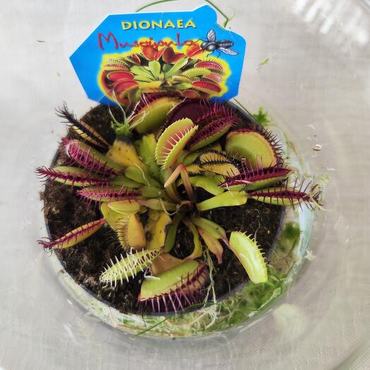 Дионея в стекле