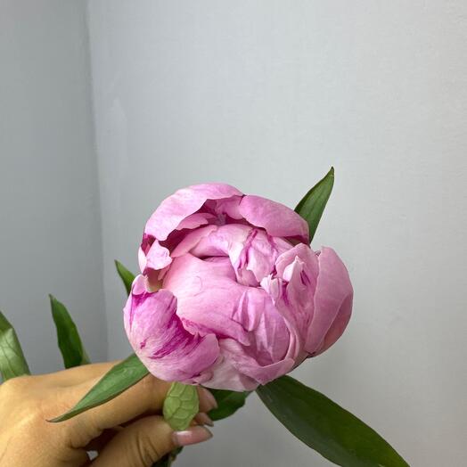 Пион Sara Bernard