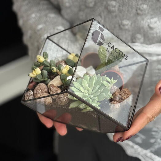 Флорариум Ромб с кактусом и суккулентами ( размер М)