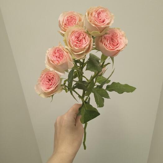 Роза кустовая фенси