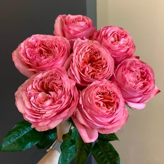 7 pink peony-shaped roses under the ribbon
