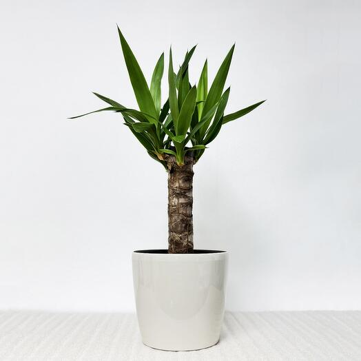 Юкка в кремовом кашпо с АВТОПОЛТВОМ, высота 65-70 см