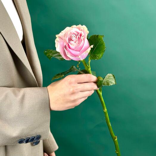 Роза Пинк Мондиаль