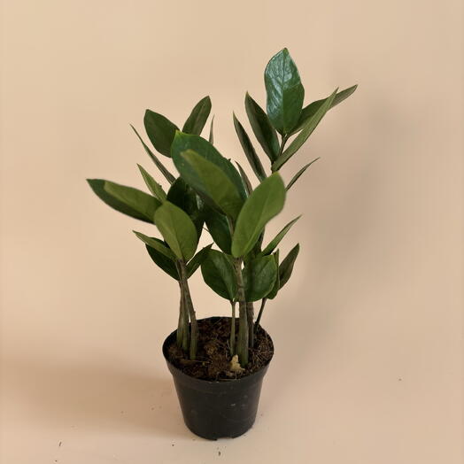 Замиокулькас диаметр 9