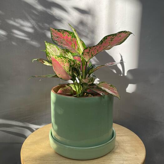 Аглаонема розовая в кашпо «Драже»