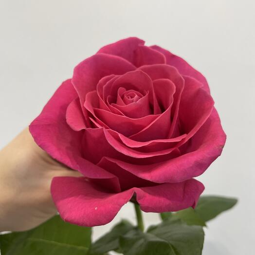 Роза розовая «Пинк Флоид»