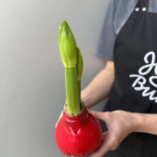 Красный амариллис в воске