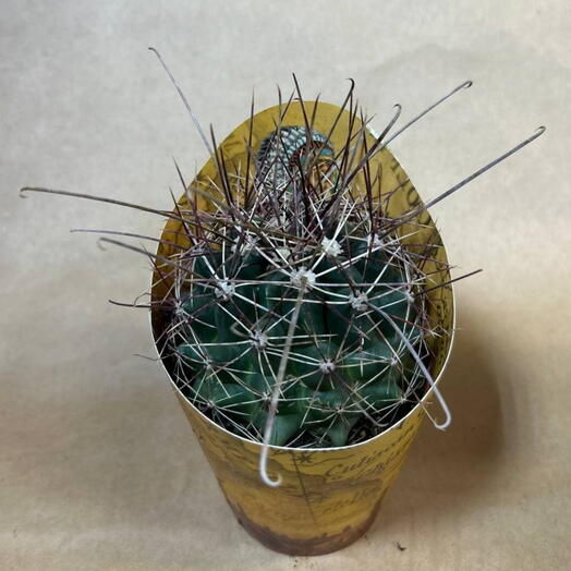 Кактус 🌵 2