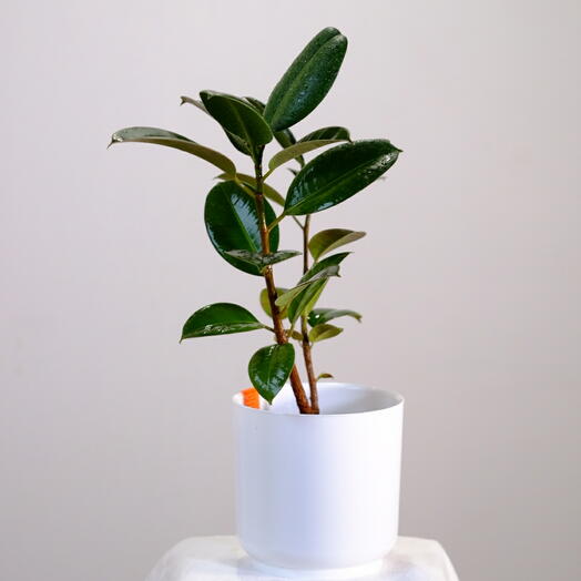 Фикус эластика рабуста