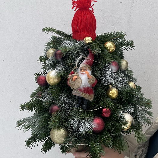 Елочка из нобилиса в шапочке с Дедом Морозом